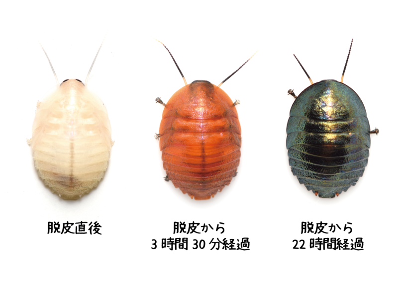 ニジイロゴキブリPseudoglomeris magnifica - ゴキブリ屋敷